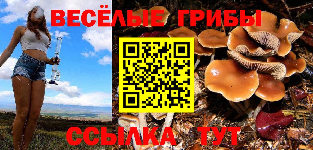 Псилоцибиновые грибы Cubensis Малгобек